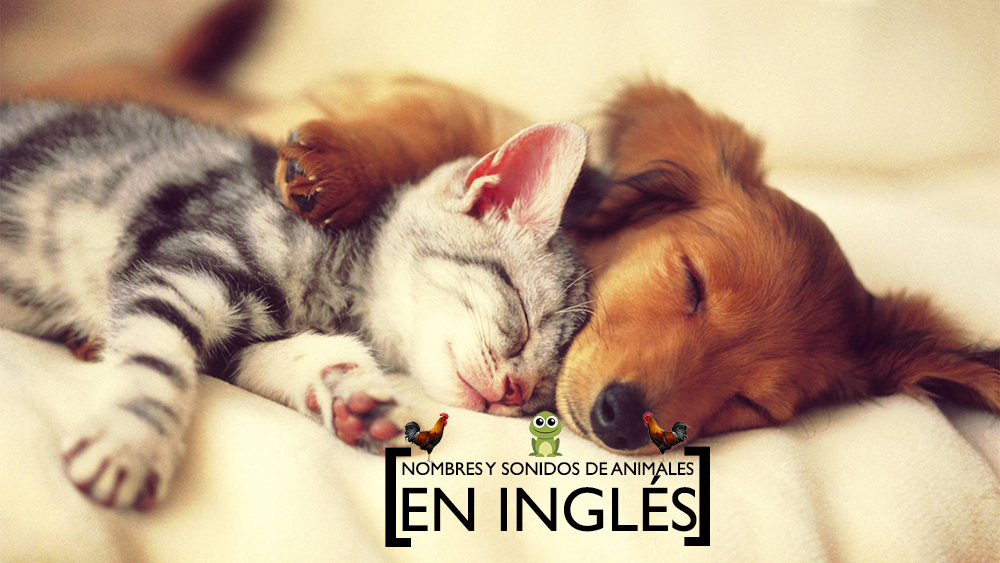 Animales en inglés: vocabulario
