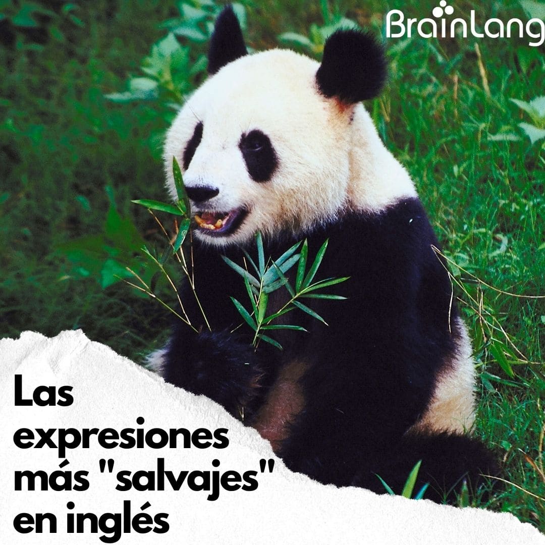Cómo Se Dice En Inglés Gallina Los animales en inglés: Descubre las expresiones más "salvajes"